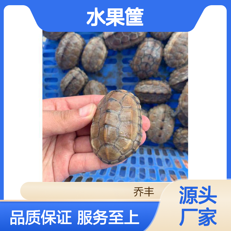 乔丰塑胶水果筐 周转筐多规格 坚固耐用 无害材质