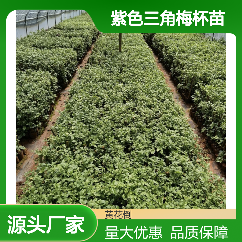 紫色三角梅杯苗 批发种植主产区 市花品质 易养易活