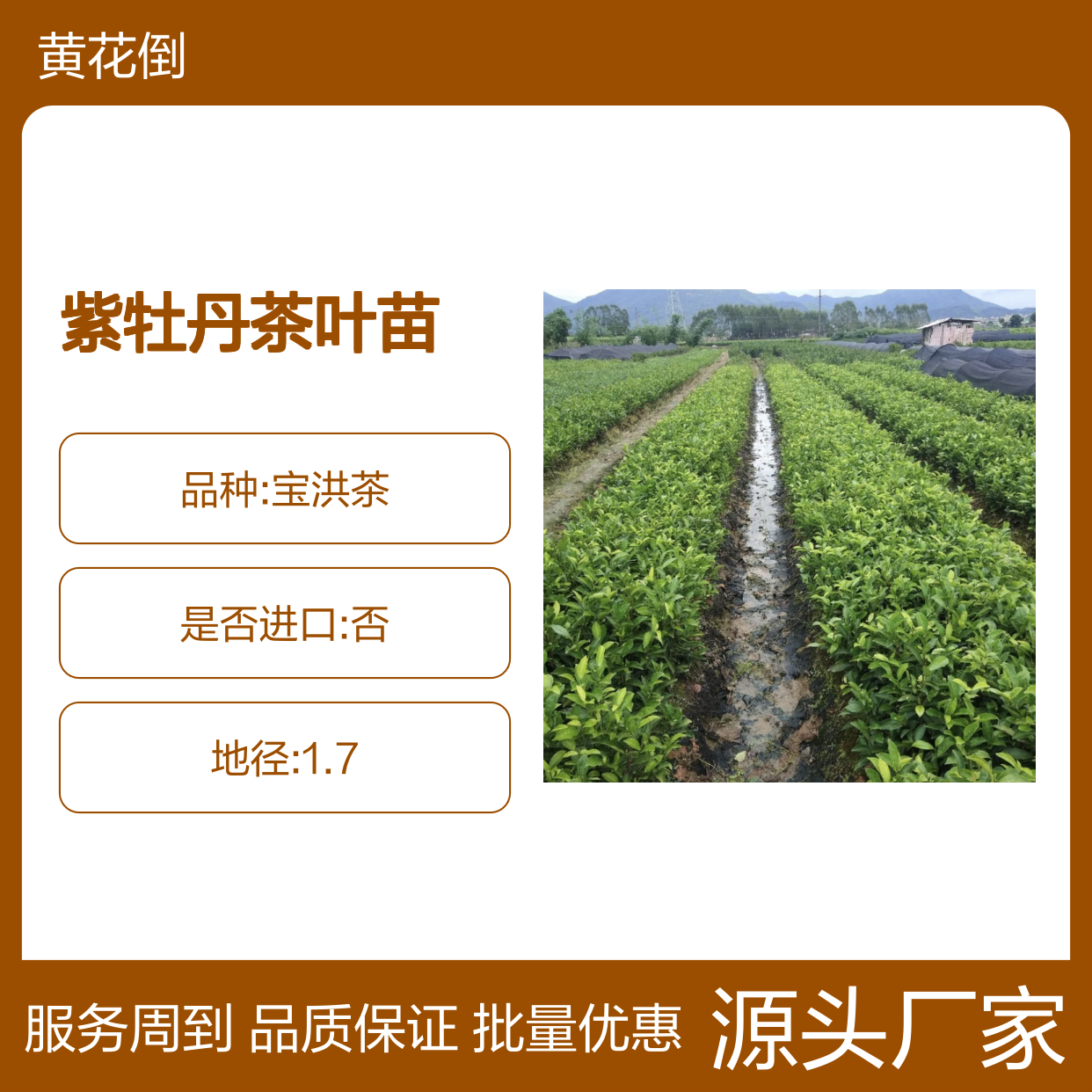 紫牡丹茶叶苗 基地直供 百年种植历史 品质优良