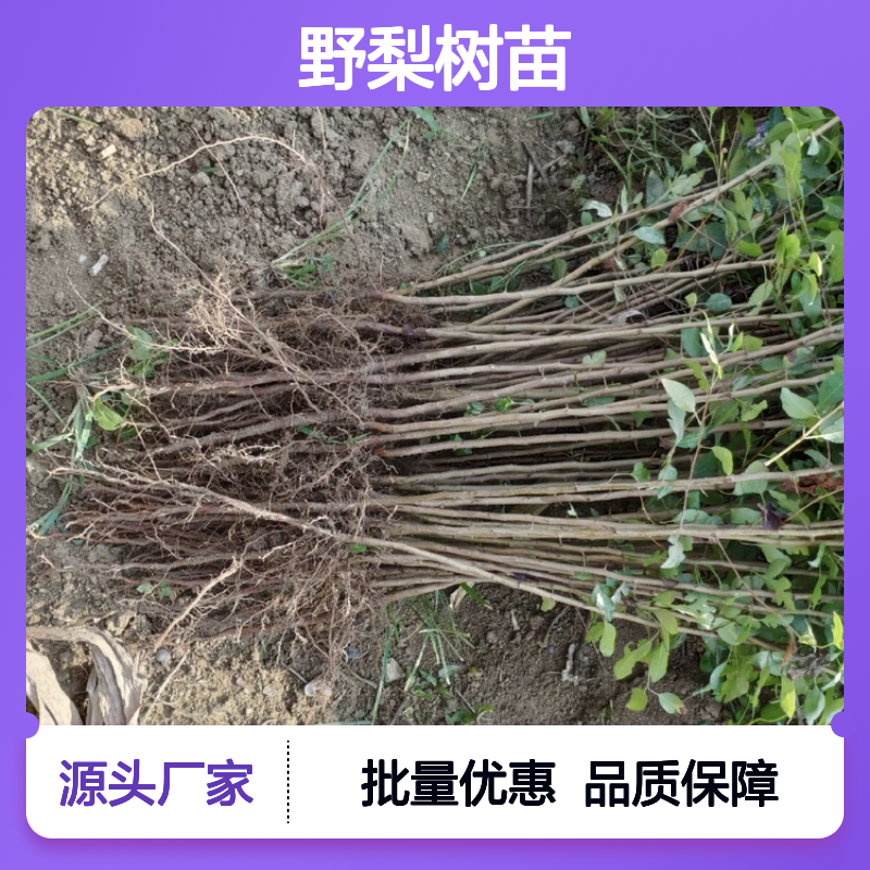 野梨树苗 嫁接砧木优选 园林栽植良品 耐寒耐旱