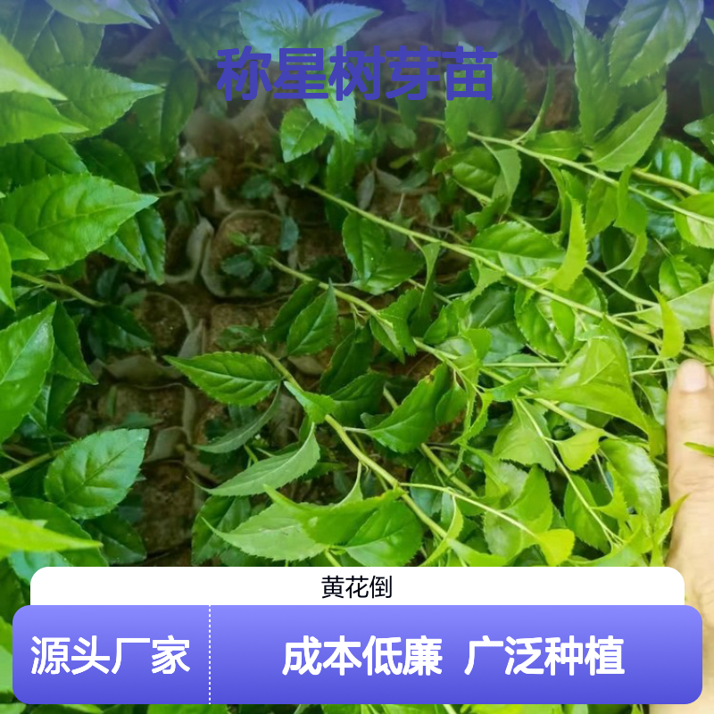常年基地供应称星树芽苗 种植成本低可控 荒山农田均可种植
