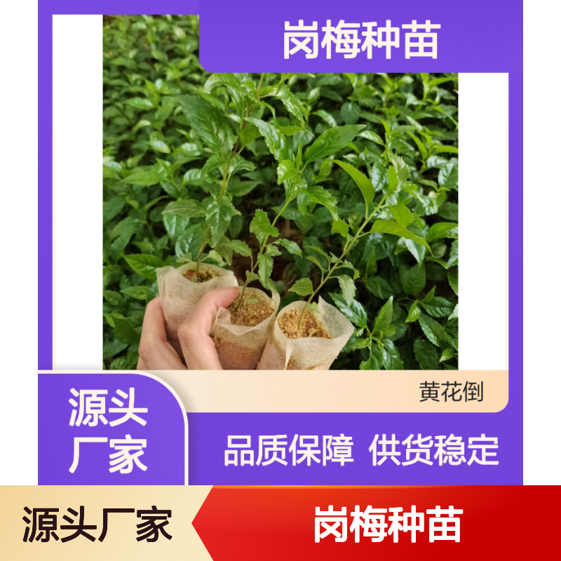 岗梅种苗 基地直供 品种纯正 药用园林优选 服务周到
