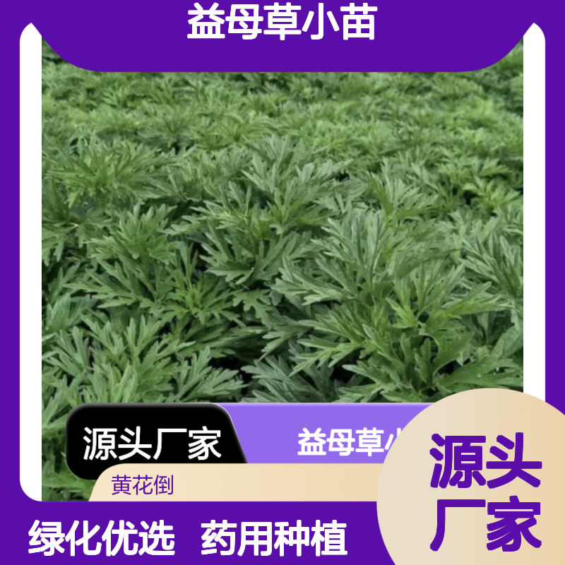 益母草小苗批发 园林植物优选 种植园直供 生长旺盛