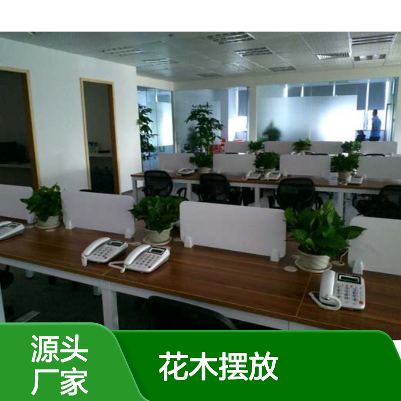 南韵竹风 花木摆放 承接绿化工程 成活率高 品种多样