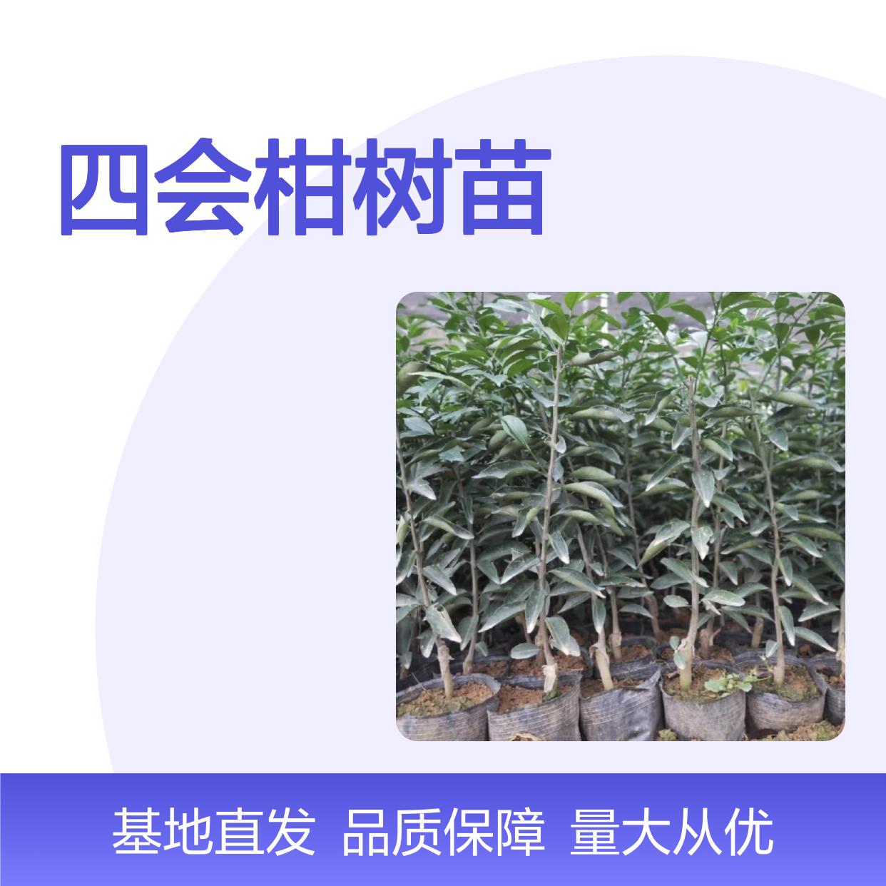 四会柑树苗 嫁接技术繁育 基地直供 品质优良 果实鲜美