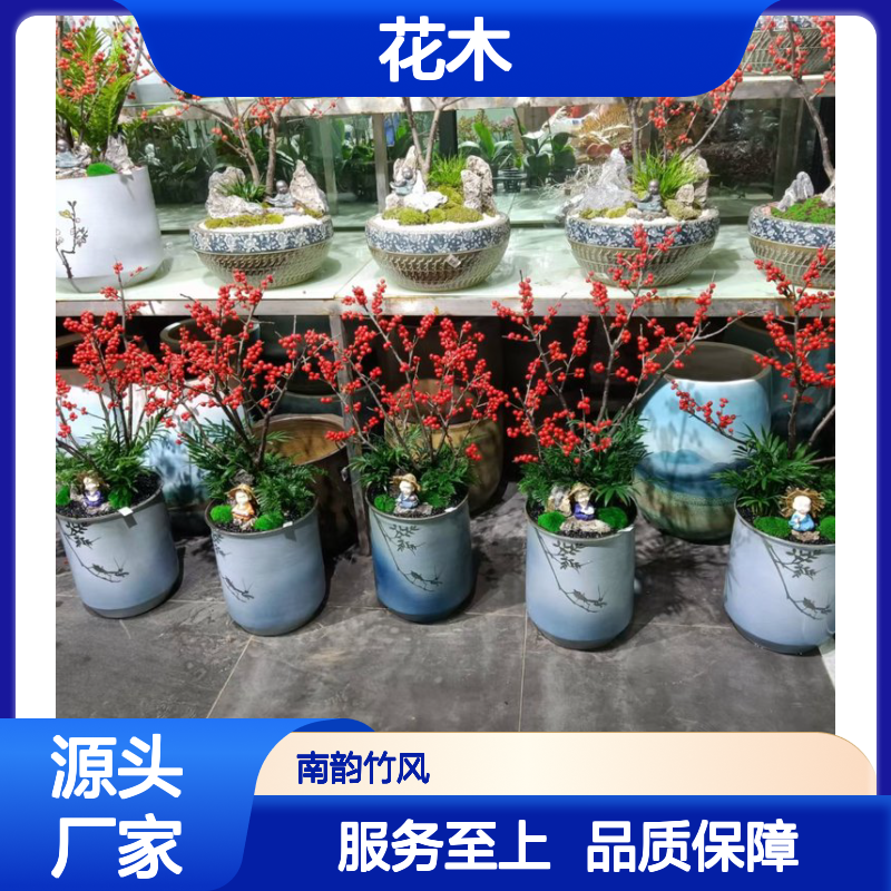 南韵竹风花木租赁 承接绿化工程 成活率高 品种多样