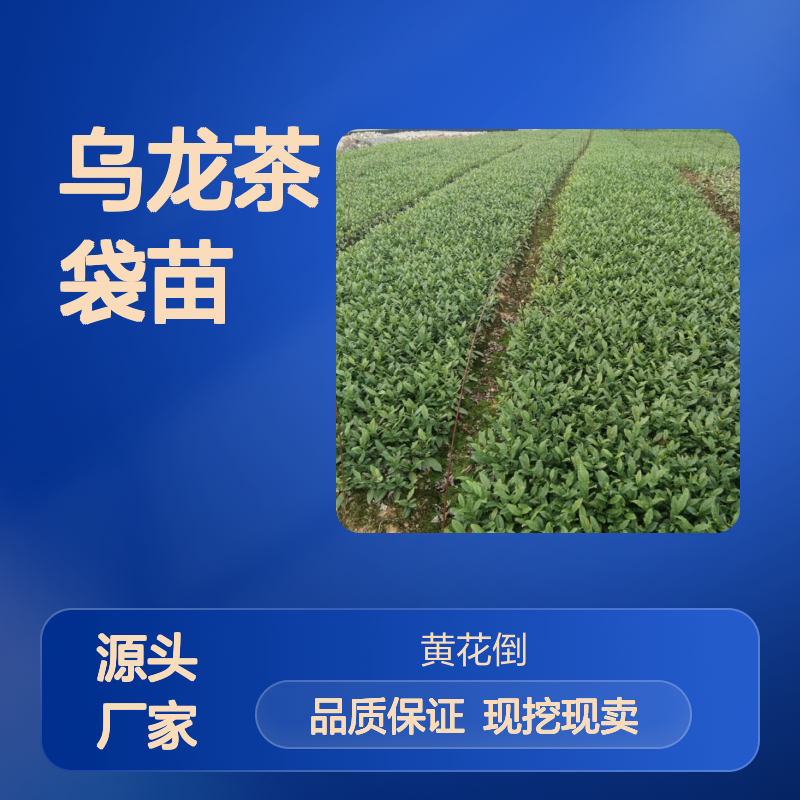 现挖现卖乌龙茶袋苗 苗圃产地直供品质保证种植技术分享
