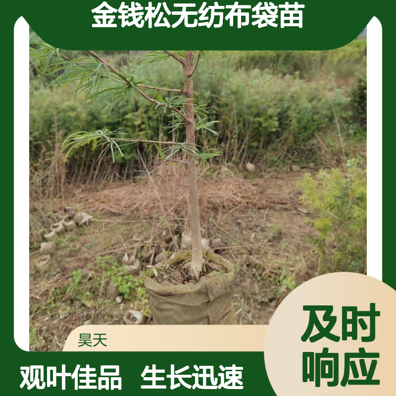 昊天园林 金钱松无纺布袋苗 长江流域适用 观叶佳品苗木 年生长70cm