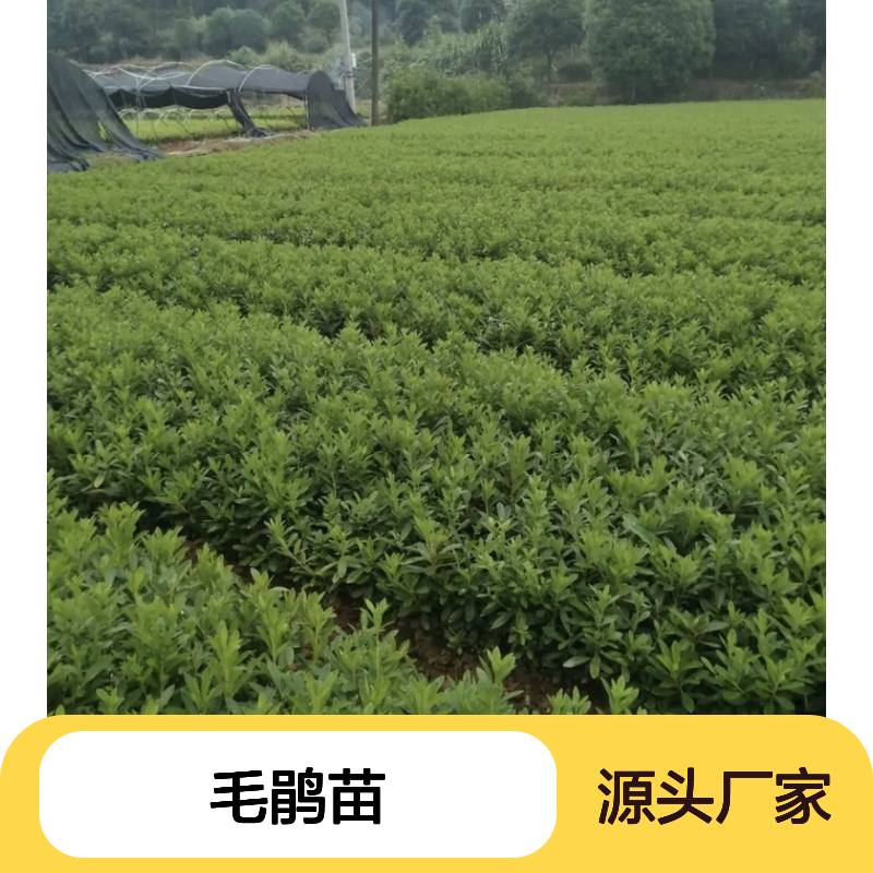 毛鹃苗批发供应 半常绿灌木 毛杜鹃园艺佳品 易于繁殖