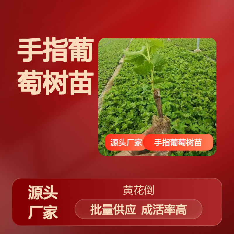 手指葡萄树苗 批发种植 露地扦插育苗 成活率高