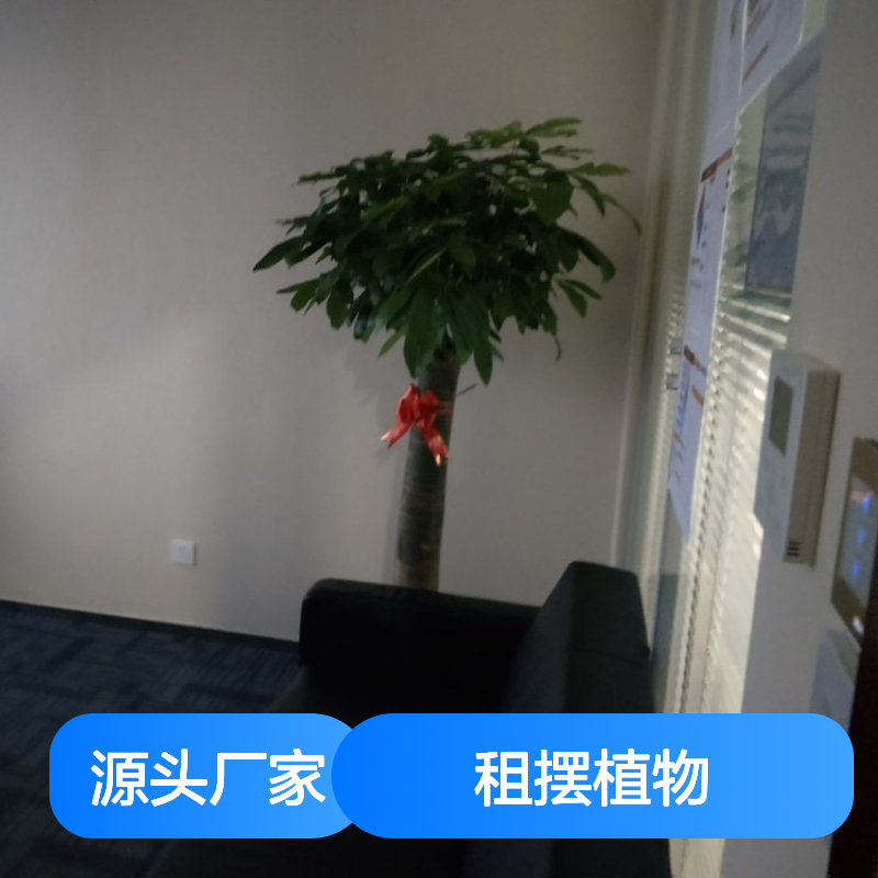 南韵竹风租摆植物 厂家直供货源充足 服务贴心