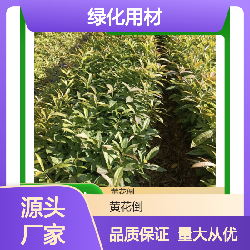 荷木种苗 树冠高大叶茂 防火优选 绿化造林 技术成熟