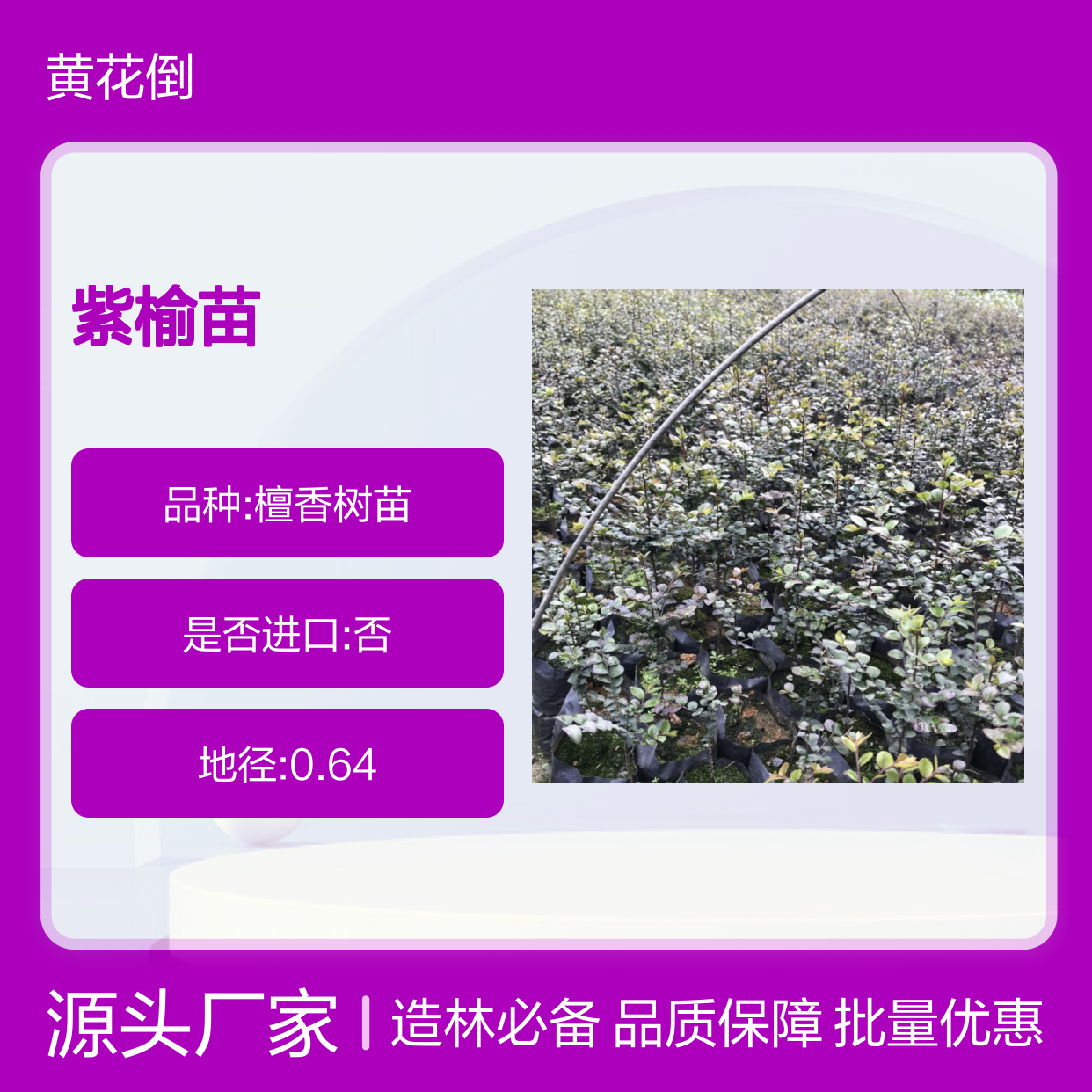 紫榆百亩种植园 优质紫榆苗 批发供应 生长迅速