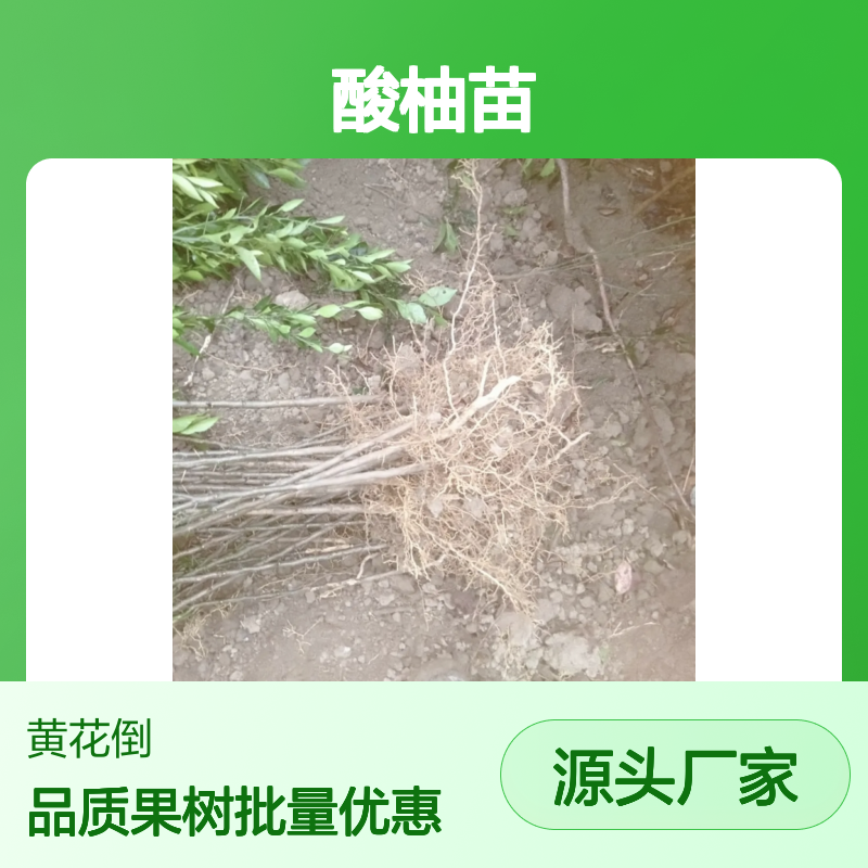 正品酸柚苗 种植园直供 果树苗木优选 爽口多汁