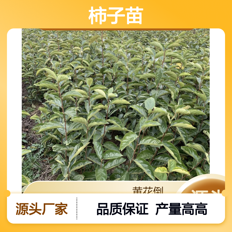 脆柿子苗 基地直供 品质保证 适应性强 易于管理