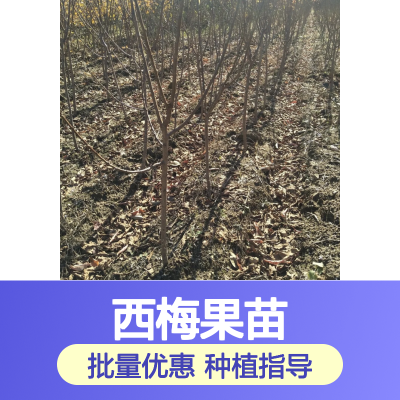 西梅果种植区 精选西梅果苗 批量供应 品质优良