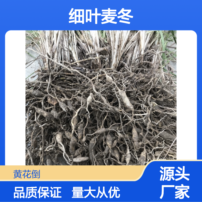 细叶麦冬百亩种植 基地直供草类植物 品质优良