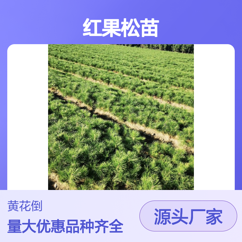 常年基地供应红果松苗 品种齐全质量保证根系发达种植好管理