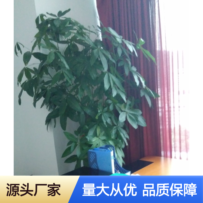 南韵竹风绿植出租服务 承接绿化工程 品种多样