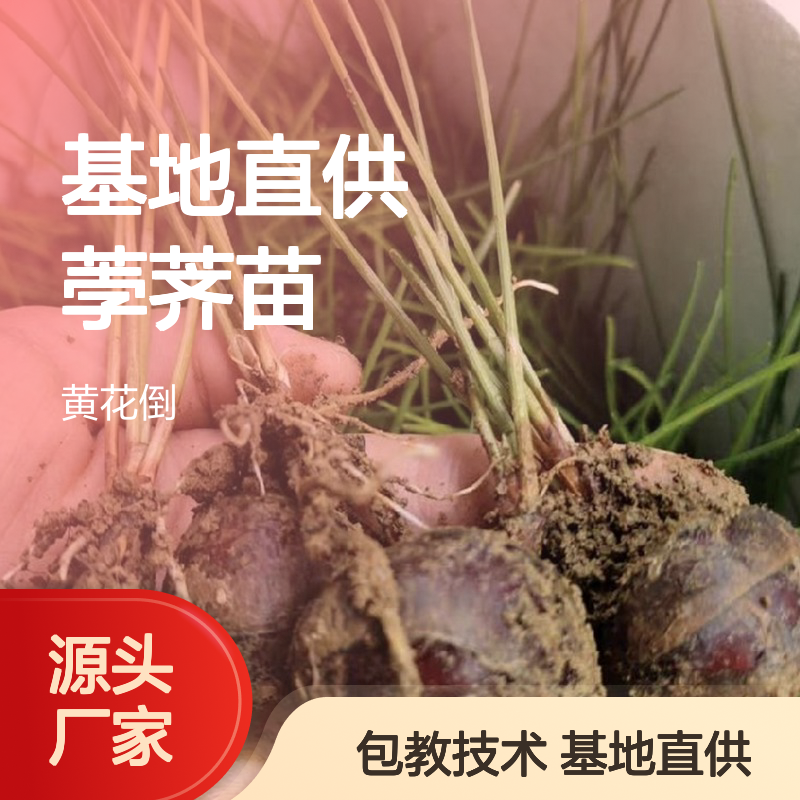 基地直供荸荠苗 基地直发包教种植管理技术品质纯正可票