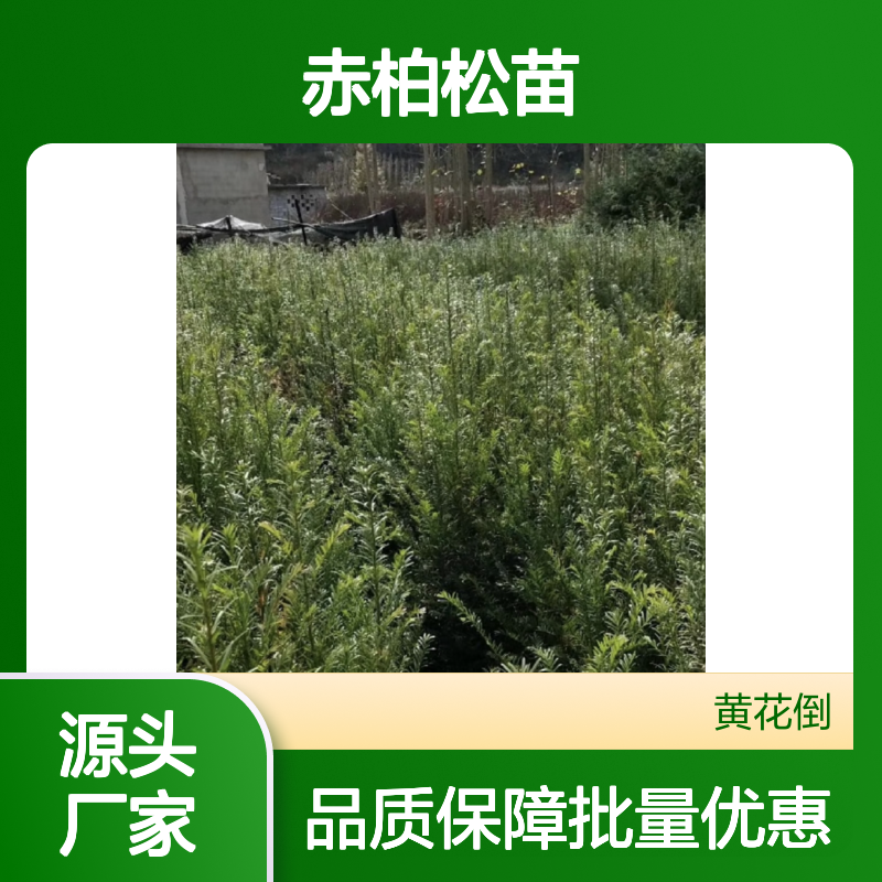 赤柏松苗 批发供应 扦插成活率高 技术指导 园林绿化