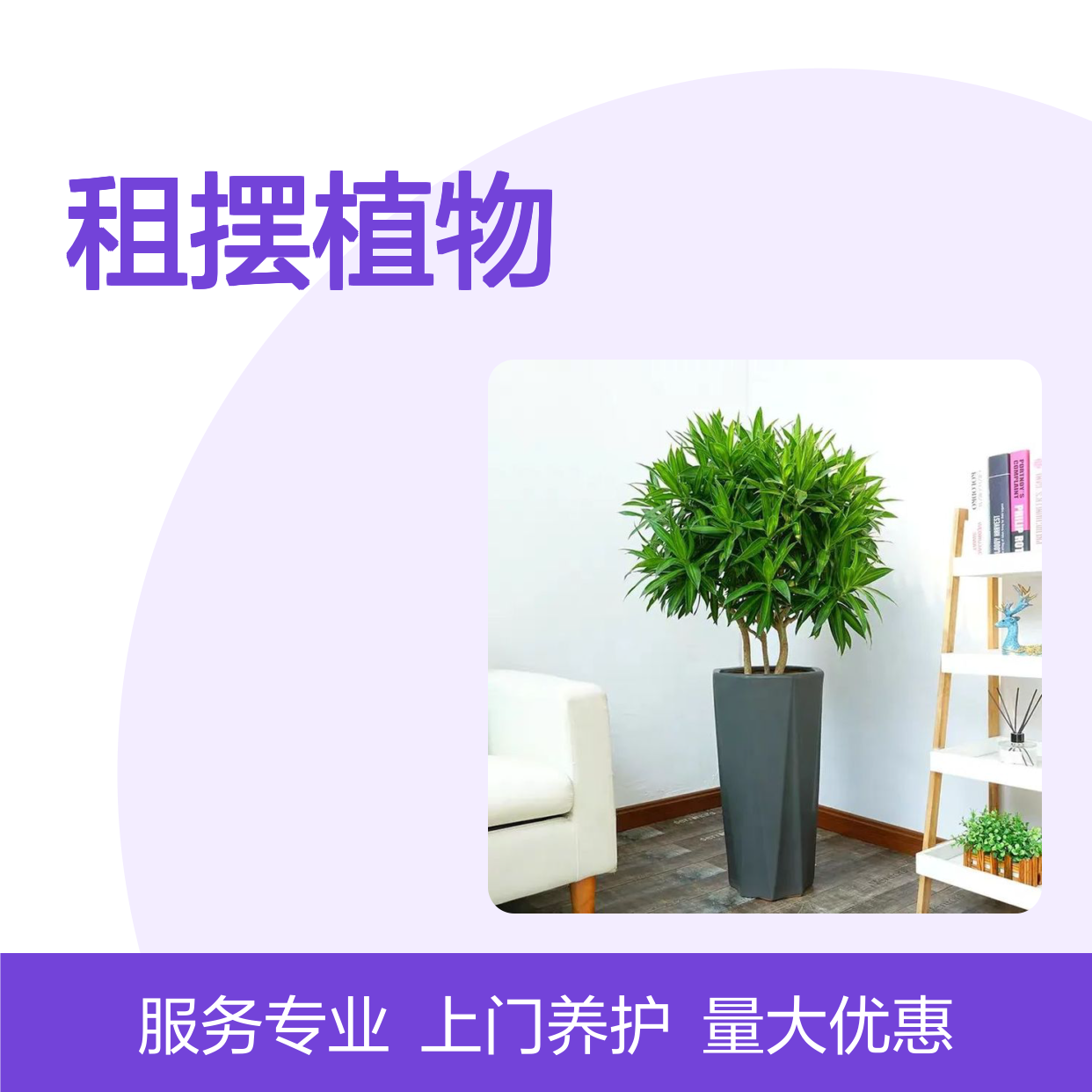 深爱人才功 租摆植物 坪山区盆栽养护 成活率高
