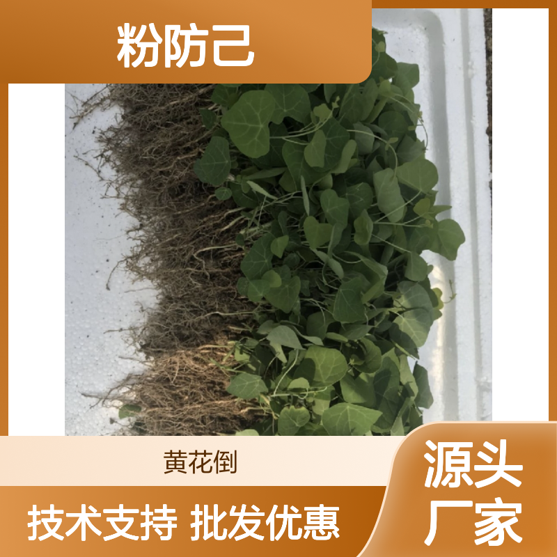 百亩种植园 粉防己种苗 批发供应 品质优良 多年生长