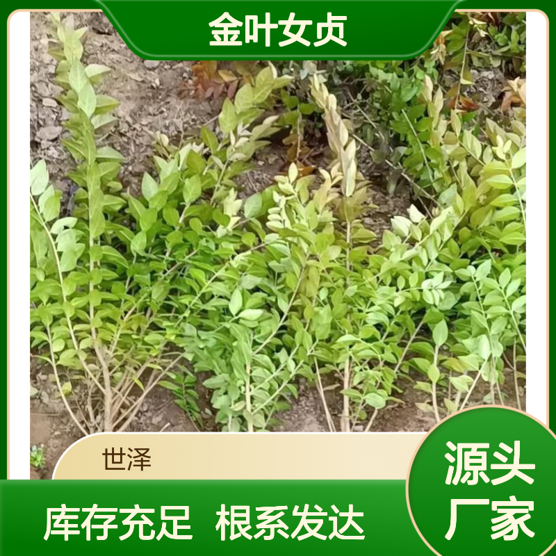 金叶女贞 小苗批发 园林绿化 耐修剪 库存充足 根系发达