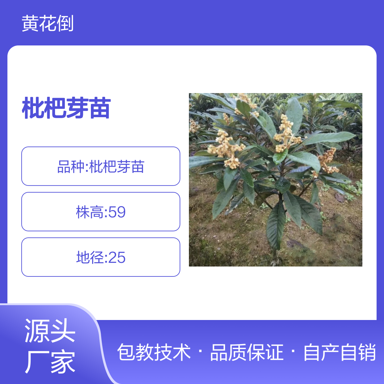 自产自销 早钟6号枇杷芽苗 基地直发包教种植管理技术 品质纯正可票