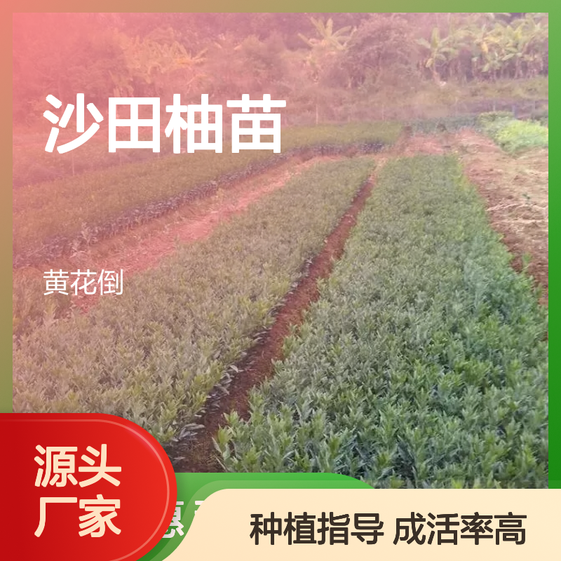 沙田柚苗批发供应 果园直供 成活率高 种植指导