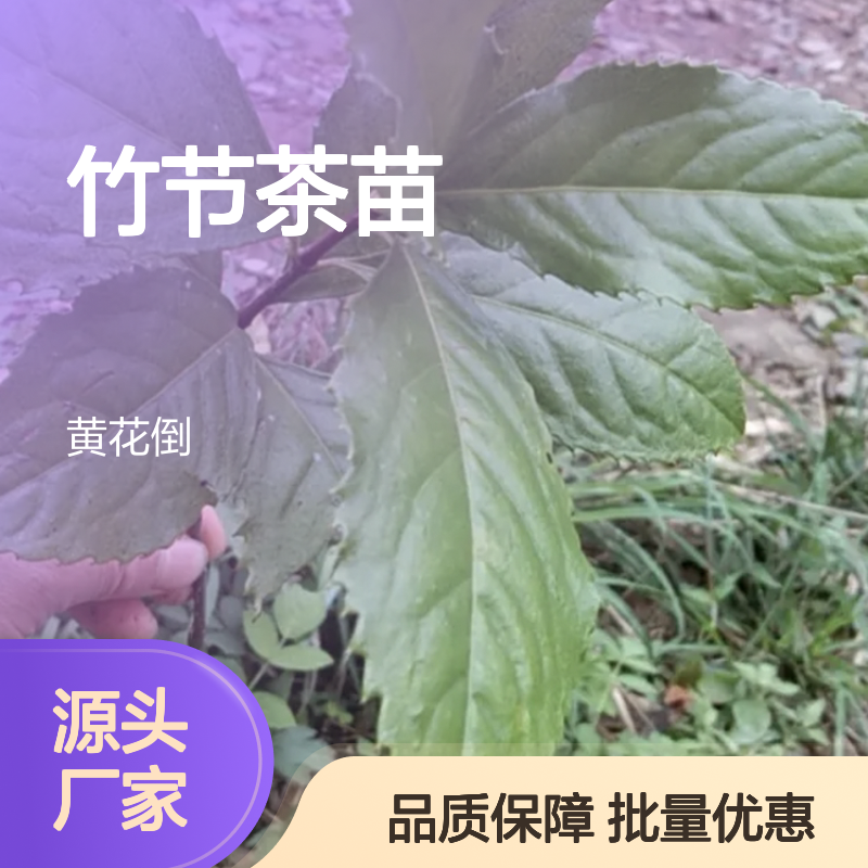 竹节茶种植园 批发零售竹节茶苗 基地直供 技术成熟