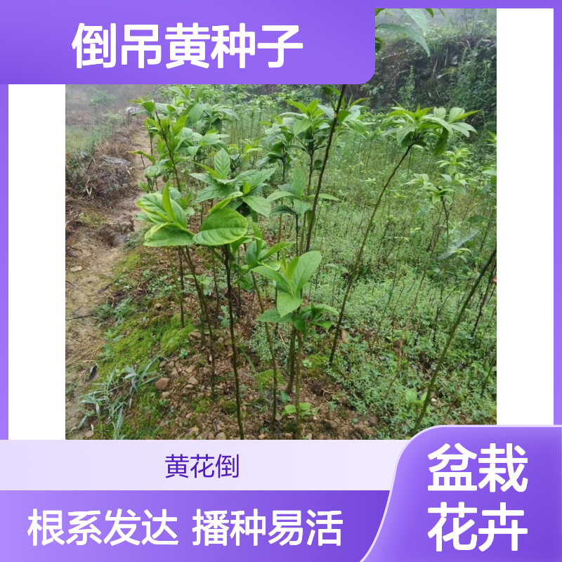 倒吊黄种子 盆栽花卉 播种易活 根系发达 枝叶繁茂