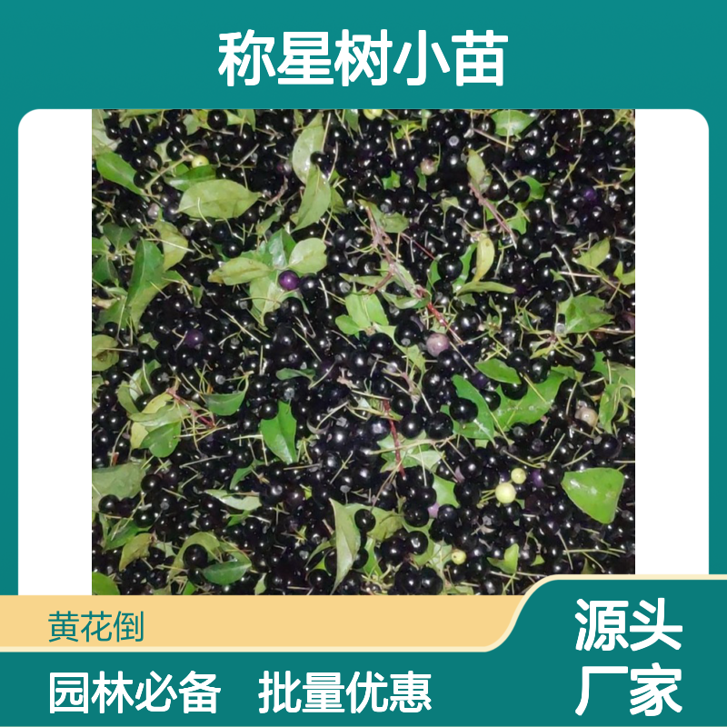 称星树小苗 落叶灌木植物 品质优良 生长旺盛 适应性强