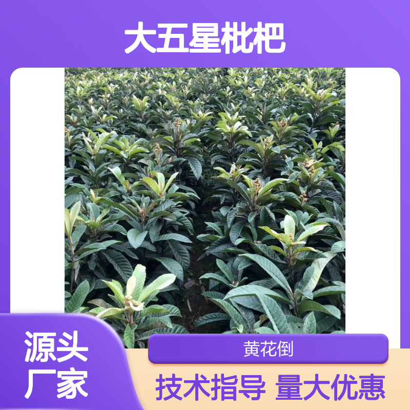 农户直供大五星枇杷直生苗 全程技术指导 十几年苗木培育经验