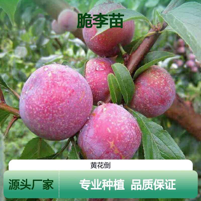 精选脆李苗 批发供应 园艺优选 健壮嫁接 高成活率