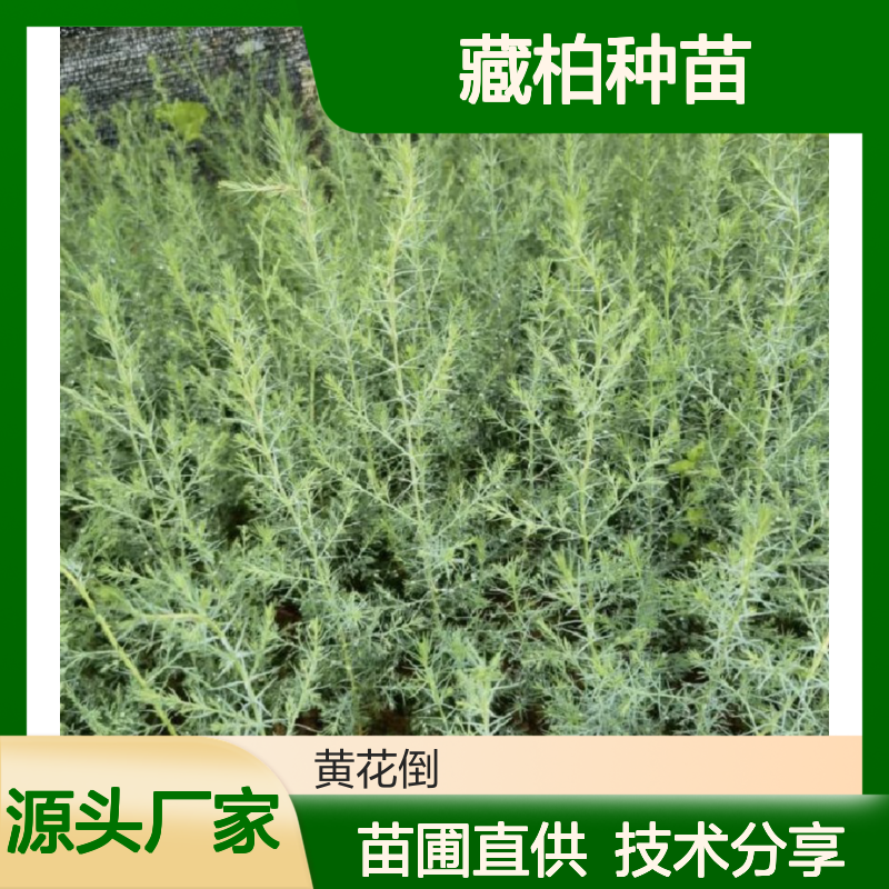 藏柏种苗 苗圃直供 品质保证 易加工耐久 生长迅速