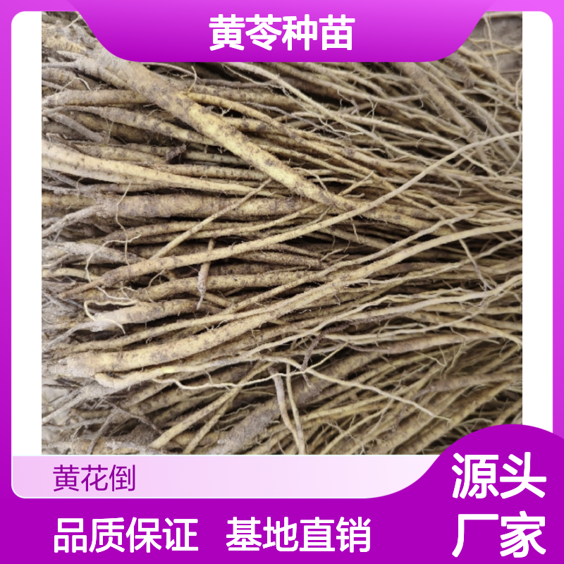 黄苓种苗 易于管理 高收益 基地直供 品质优良 技术成熟
