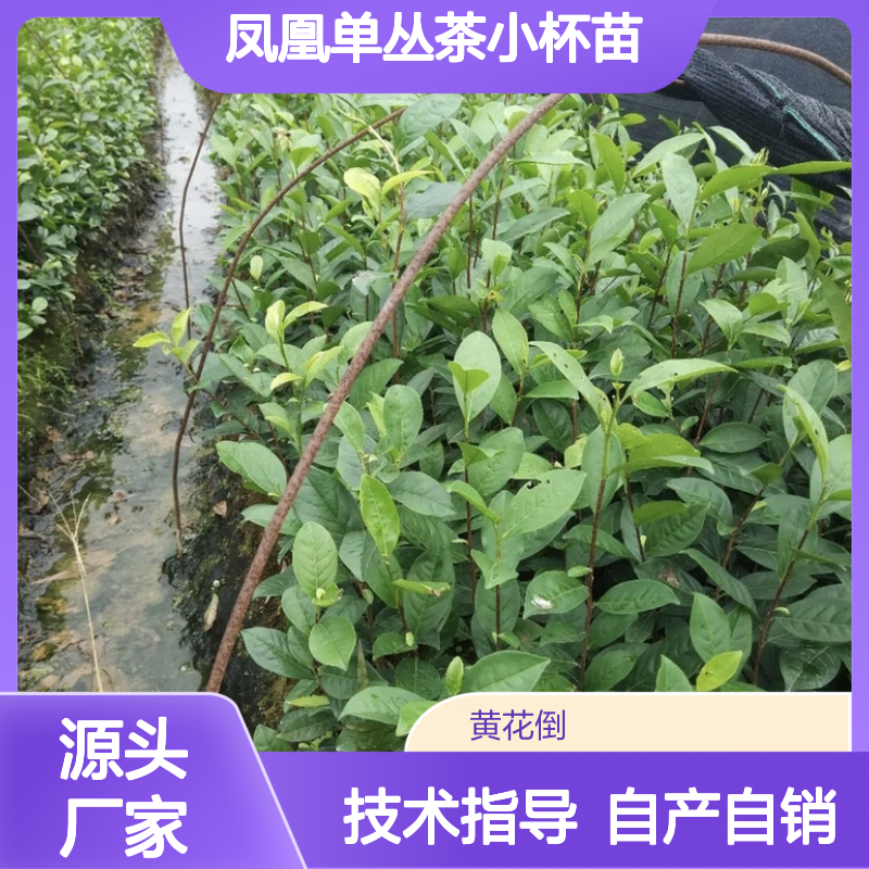 自产自销凤凰单丛茶小杯苗 全程技术指导十几年苗木培育经验