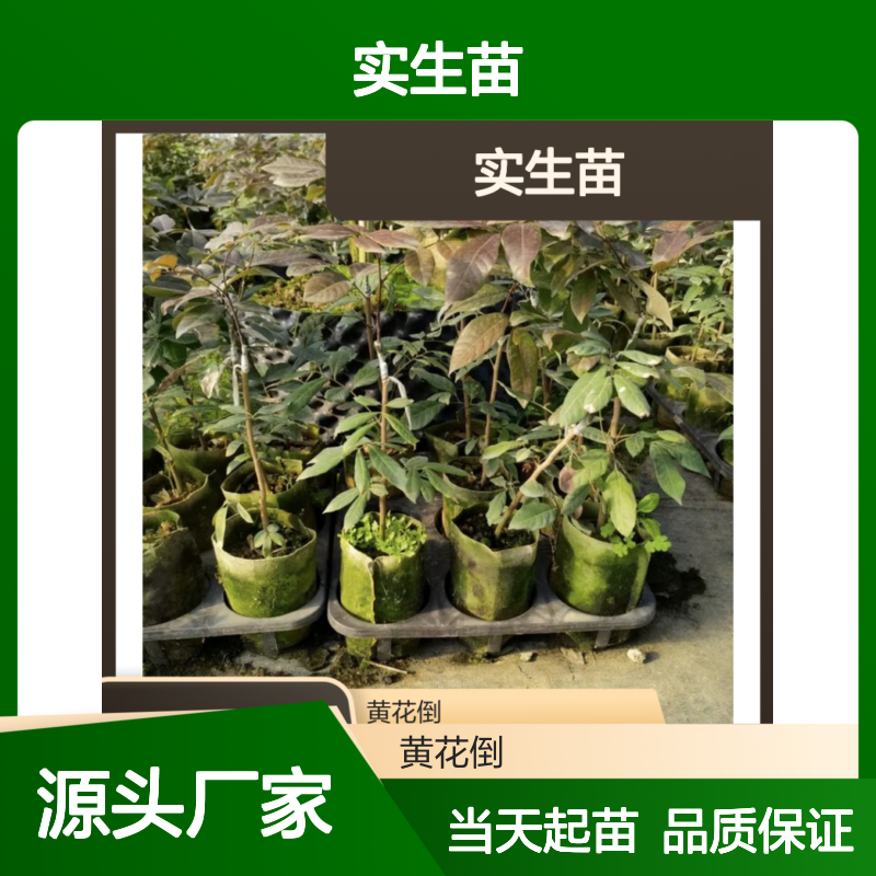 当天起苗当天发福眼龙眼实生苗 多年生根系发达 成活高规格齐全