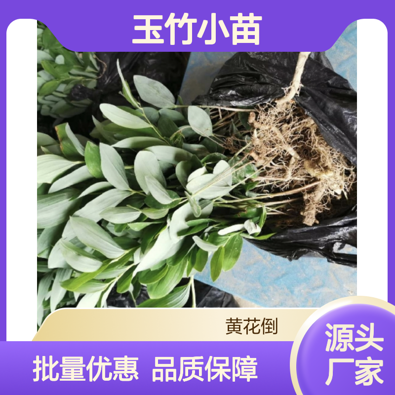 玉竹小苗 中药植物百合科 批发供应 抗逆性强 品质优良