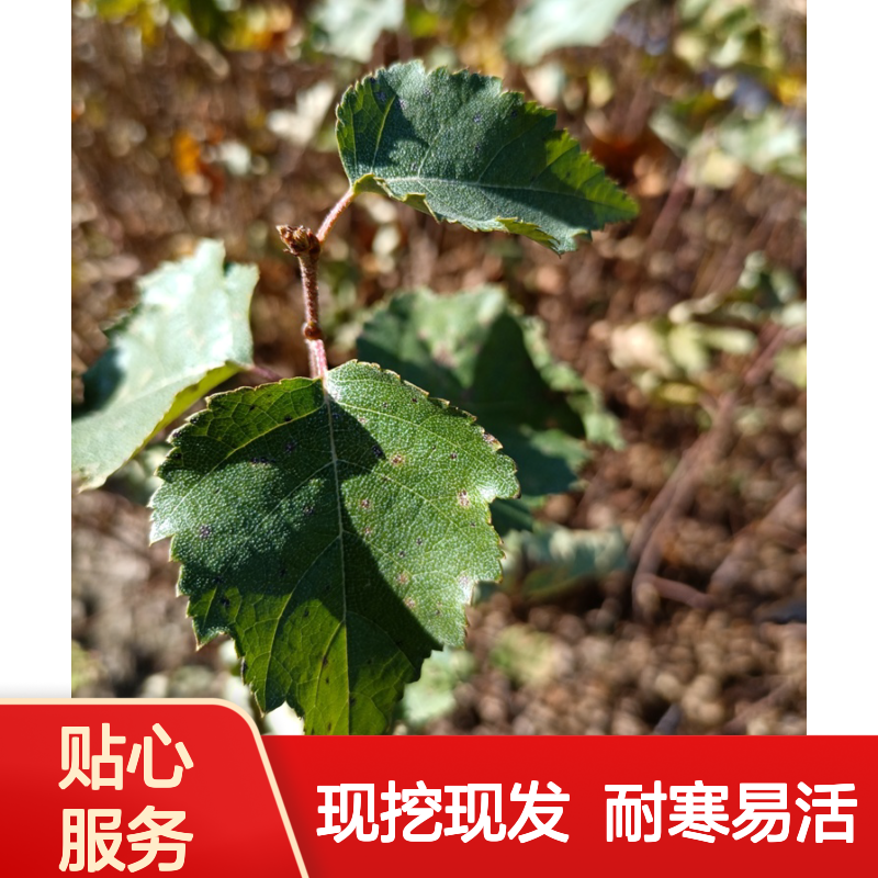 优质一年生白桦苗 园林造景/荒山绿化树苗 耐寒易成活 现挖现发