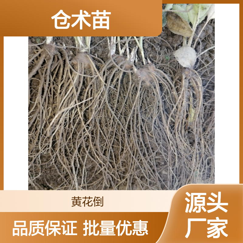 仓术苗 种植专用 绿化园林植物 成活率高 广泛分布