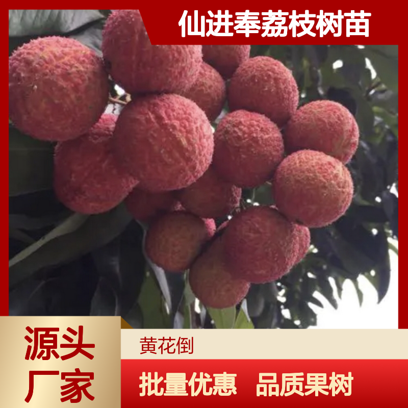 仙进奉荔枝苗 批发种植 早产丰产 品质优良 基地直供