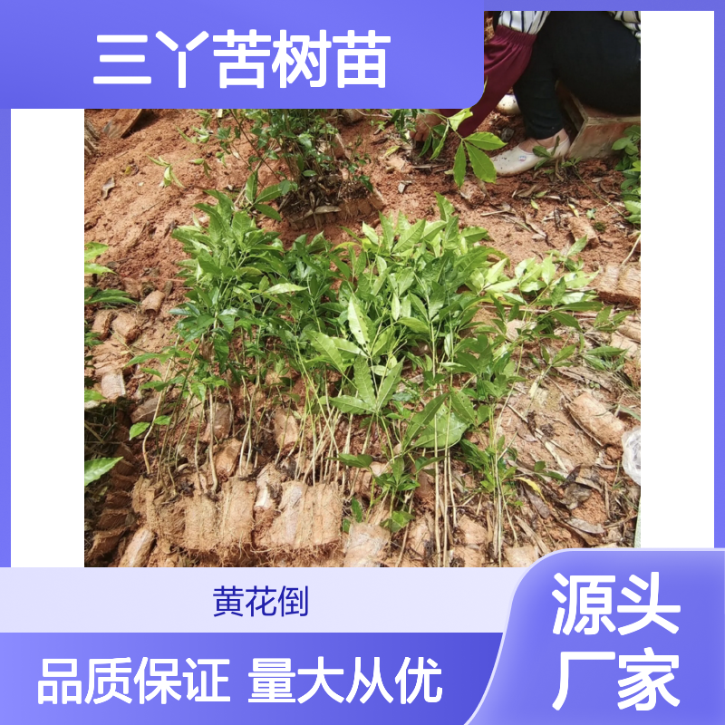 三丫苦树苗 芸香科常绿灌木 经济价值高 药用广泛