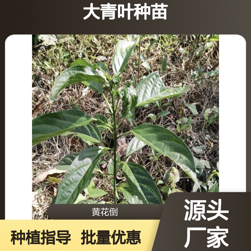 大青叶种苗 批发供应 园艺优选 生长迅速 易于管理