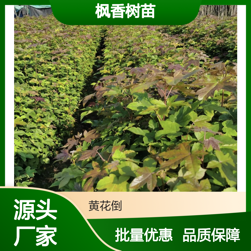 枫香种植区 优质枫香树苗 批量供应 生长迅速 易于养护