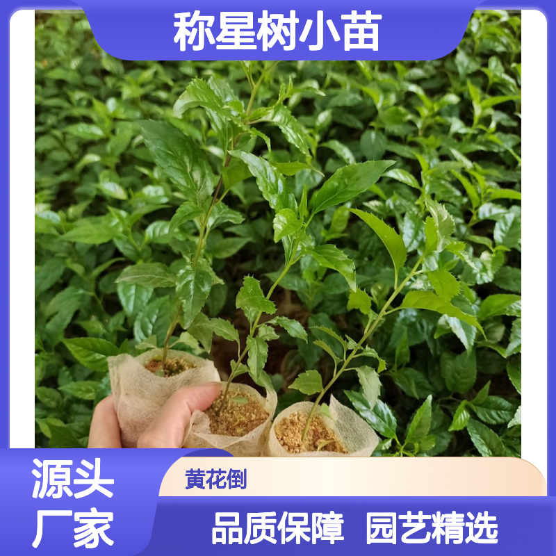称星树小苗 岗梅灌木苗 园林植物 生长旺盛 适应性强