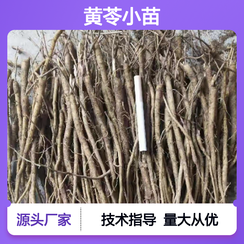 黄苓小苗 半年生 种植技术指导 易于管理 产量稳定