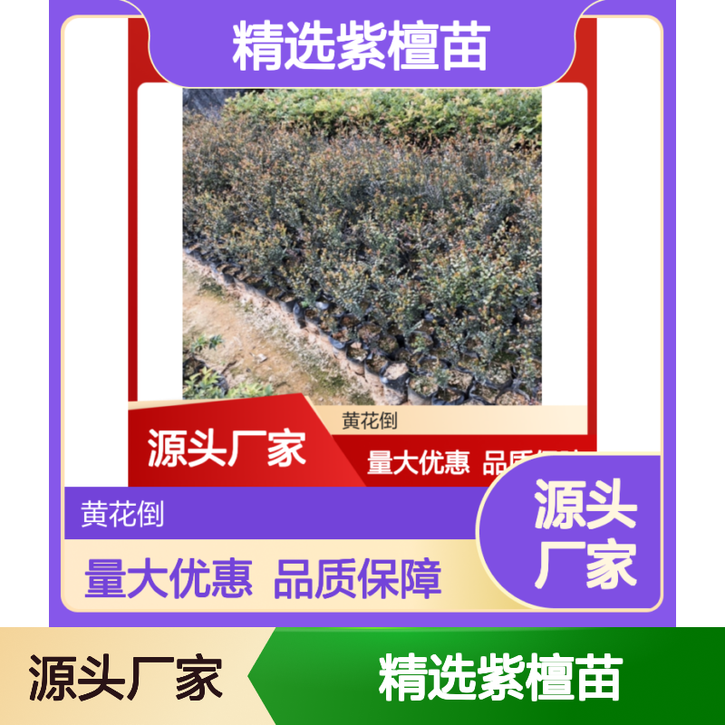 精选紫檀苗 园林绿化优选 种植基地直供 售后无忧