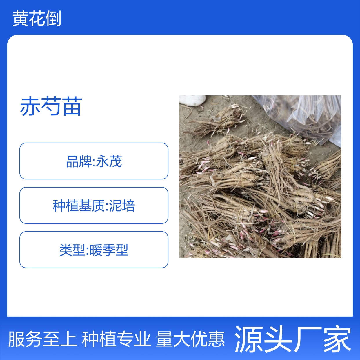赤芍苗专业种植 基地批发供应 品质优良 生长旺盛